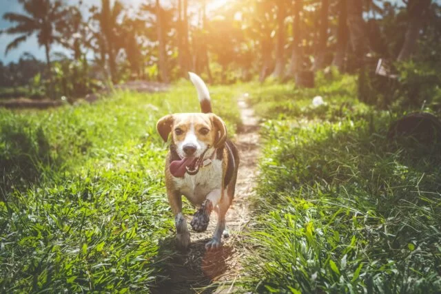 3 of our favourite planet-friendly pet products to switch to today