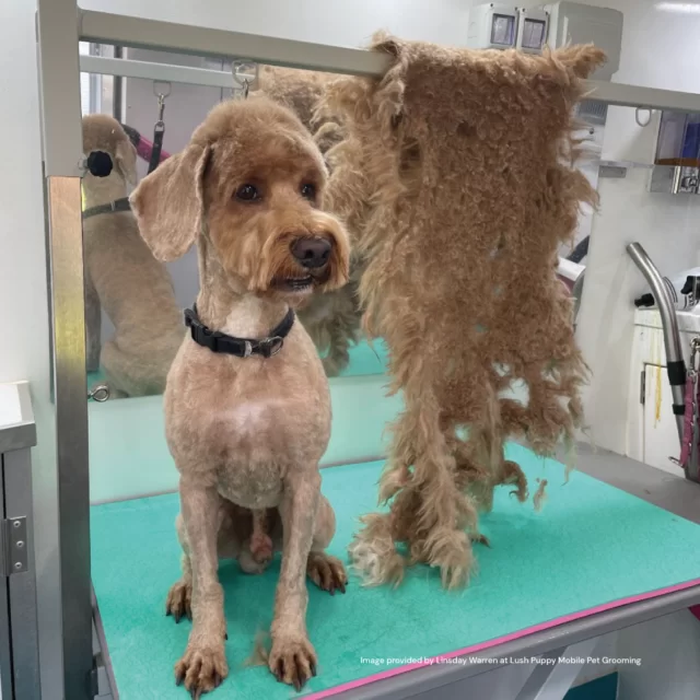 5 Things to Know Before Taking a Cockapoo to the Groomers