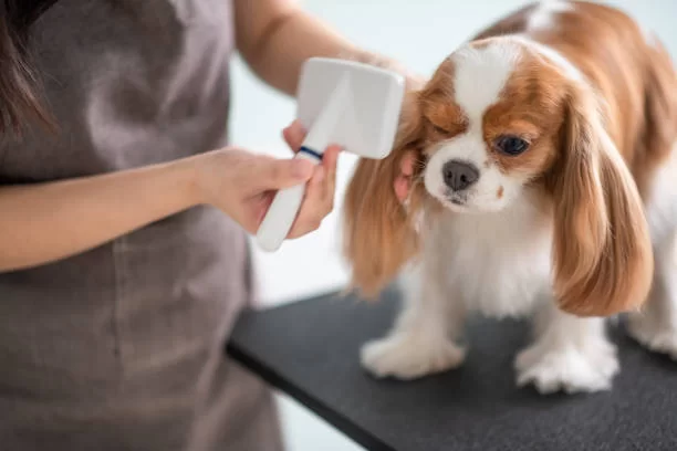 Is Dog Grooming Still Profitable for New Groomers?