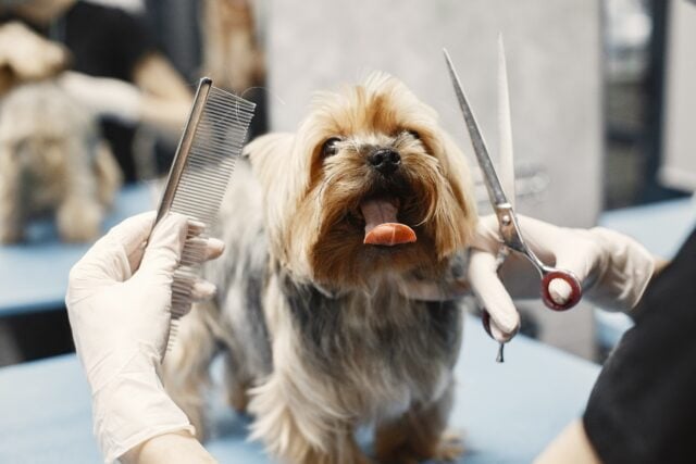 Is Dog Grooming Still Profitable for New Groomers? Part 2