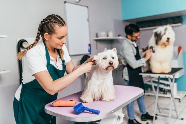 3 Pet Grooming Tips: Improving the Language Barrier