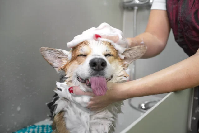 Grooming Tips: Keeping Your Dog Cool this Summer