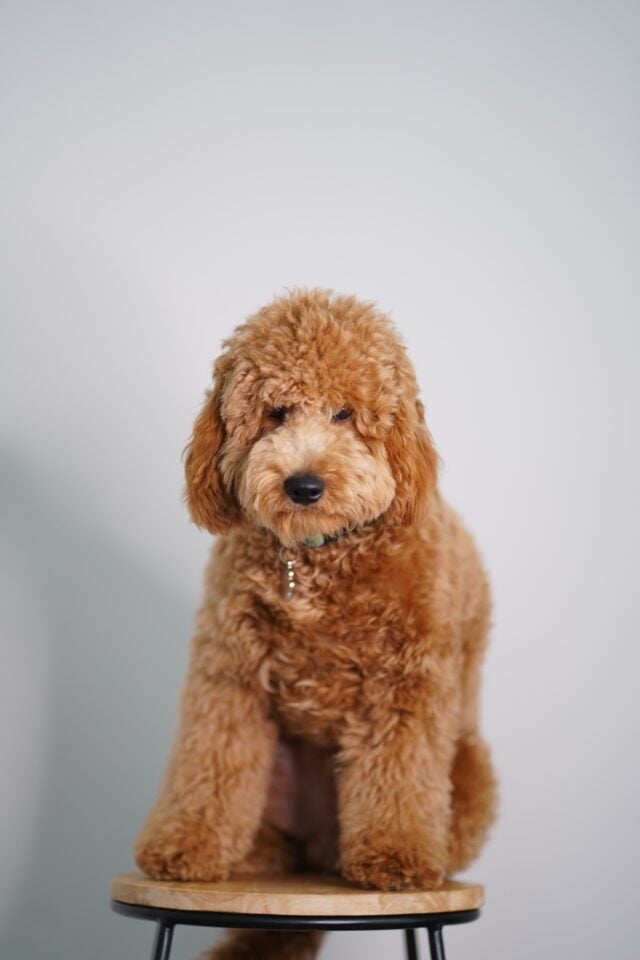 4 Things To know Before Taking A Goldendoodle To The Groomers