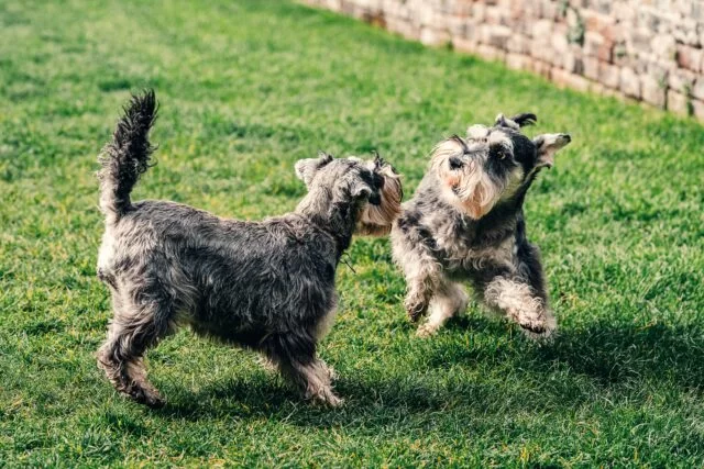 5 things to know before taking a Miniature Schnauzer to the groomer