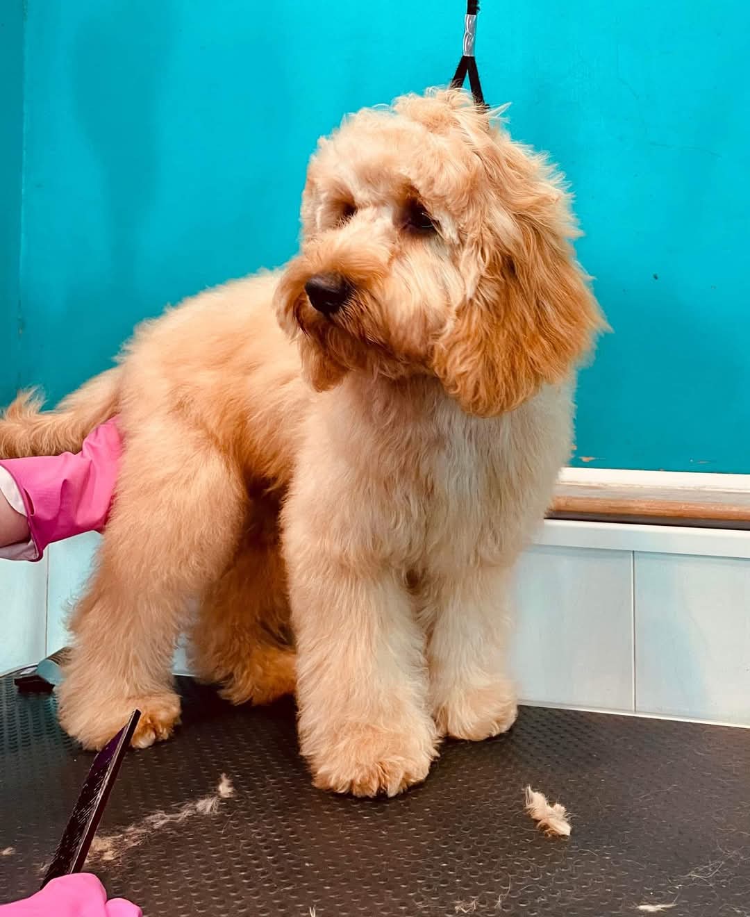 Groomed Cockapoo