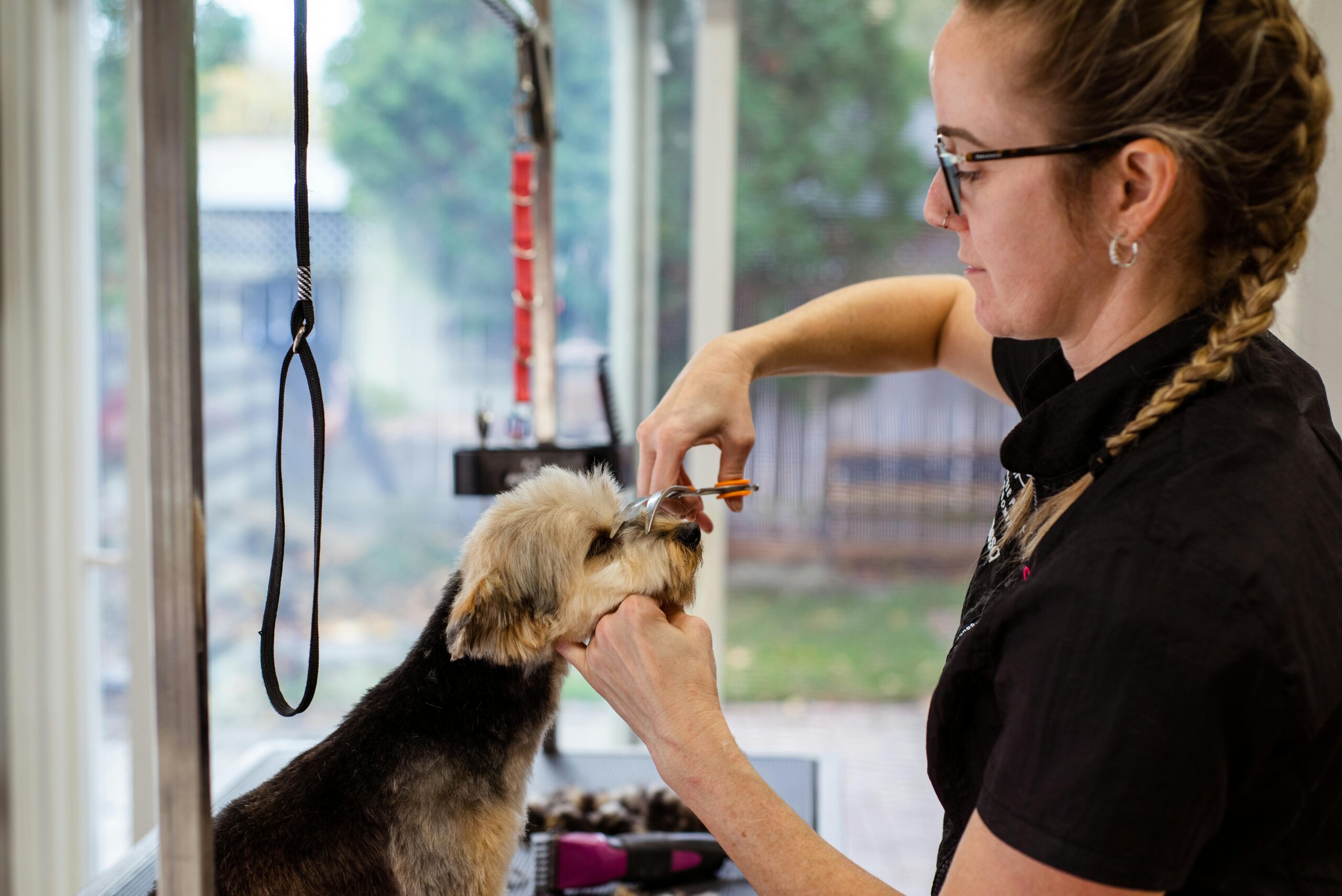 Pet groomer with dog