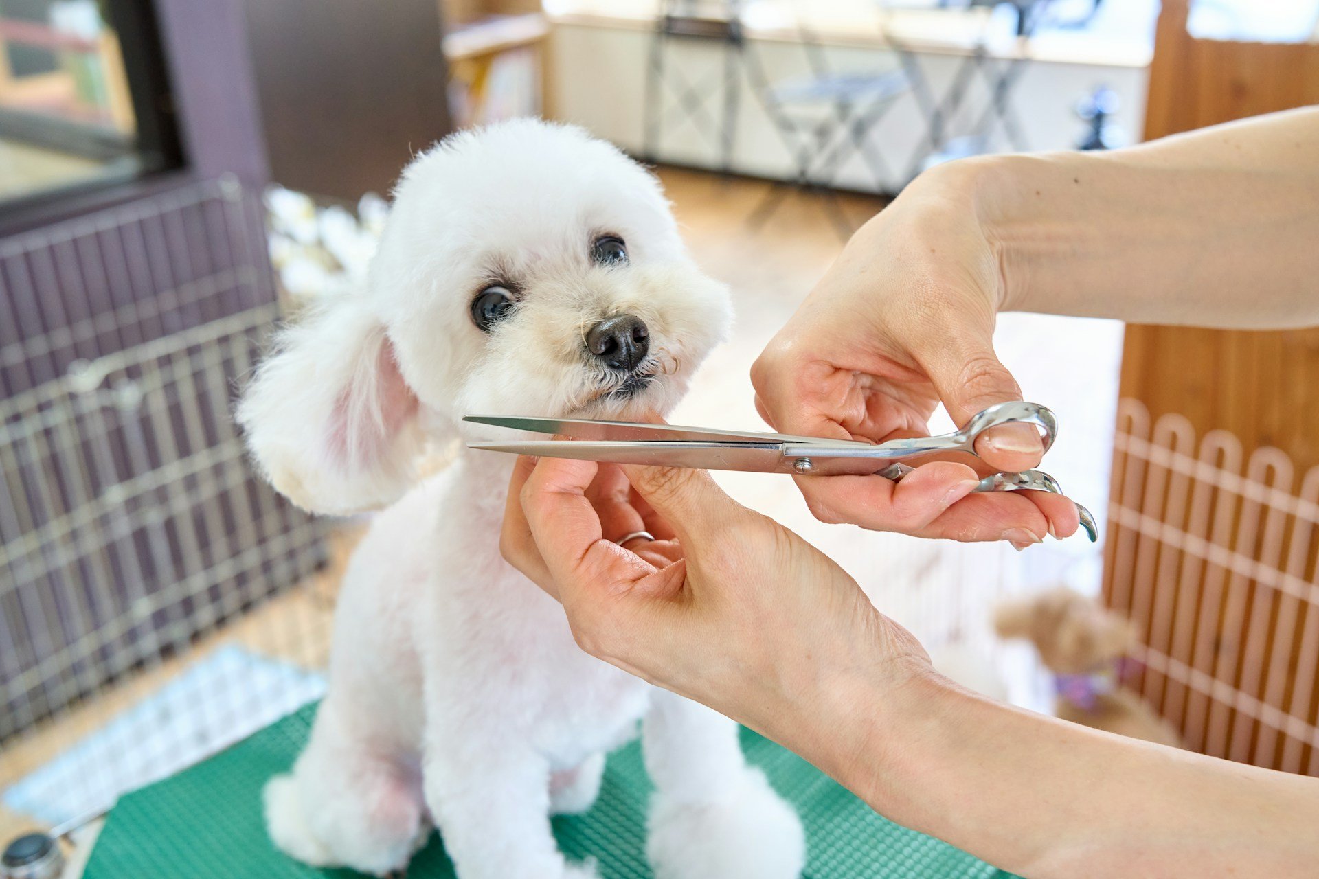 What Makes a Grooming Business Run Smoothly?