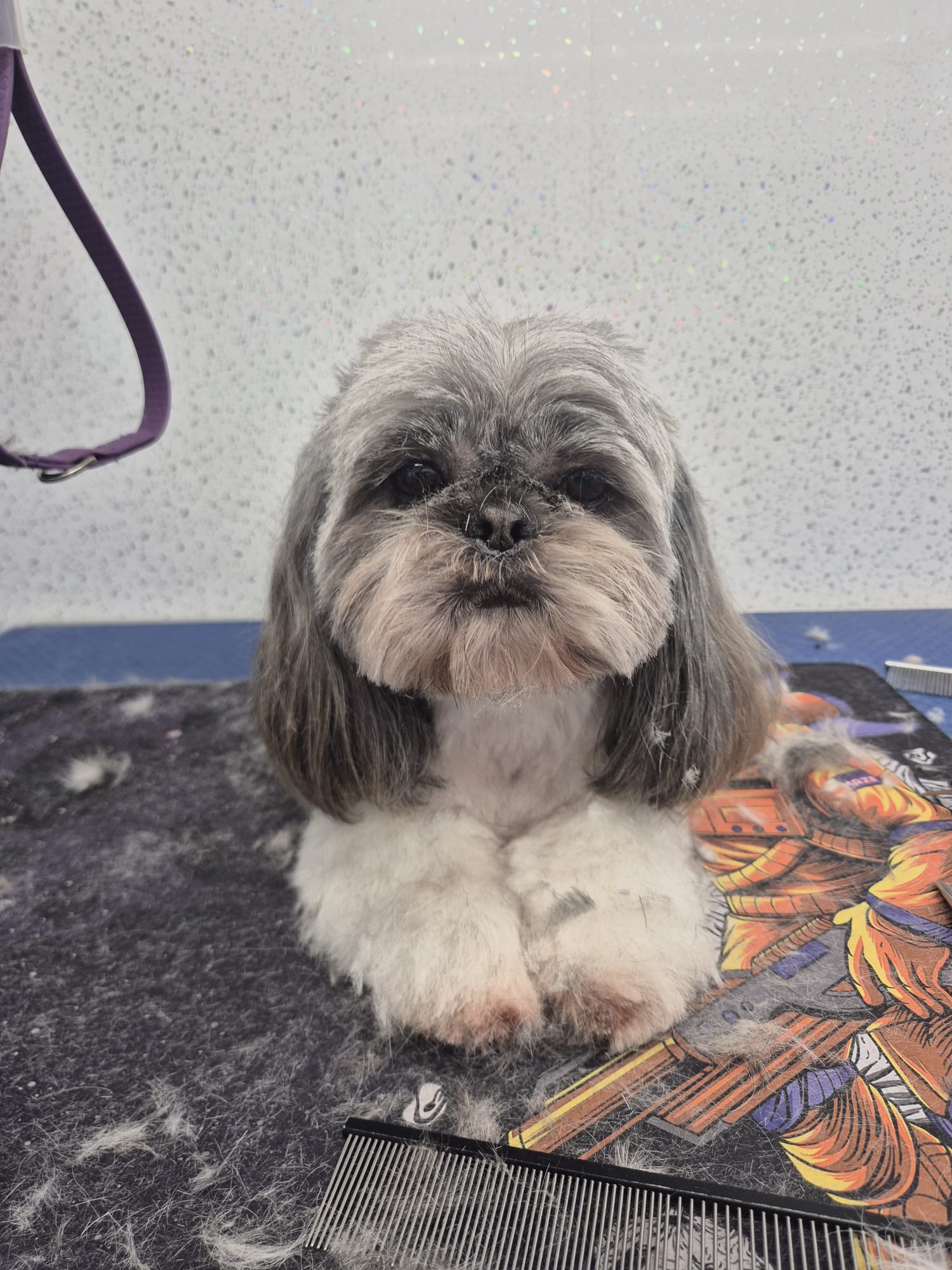 Shih Tzu Grooming Styles: Every Cut Explained (With UK Prices)