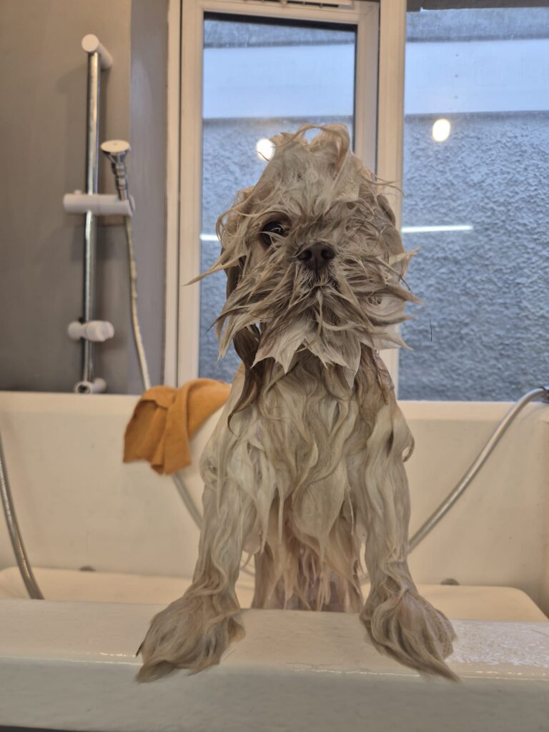 Not everyone loves bath time. A shih tzu mid-wash at Jo's Dog Shedd. Always dry thoroughly afterwards — a damp coat mats quickly.