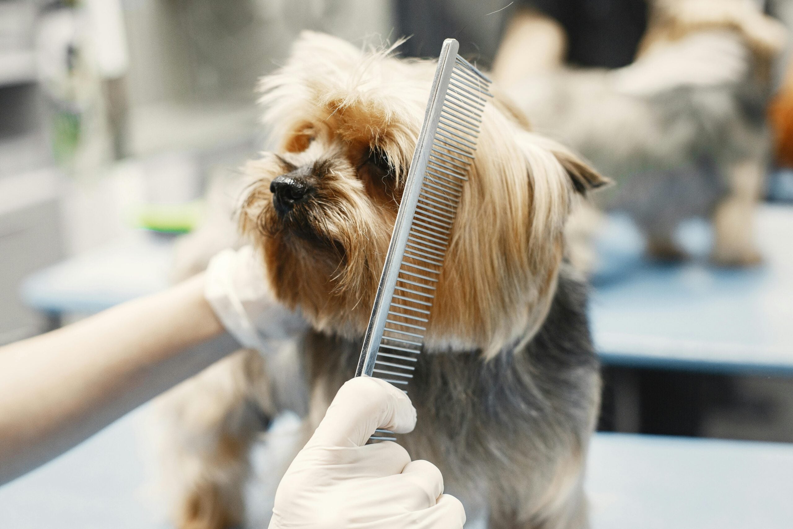 Best Dog Grooming Software UK