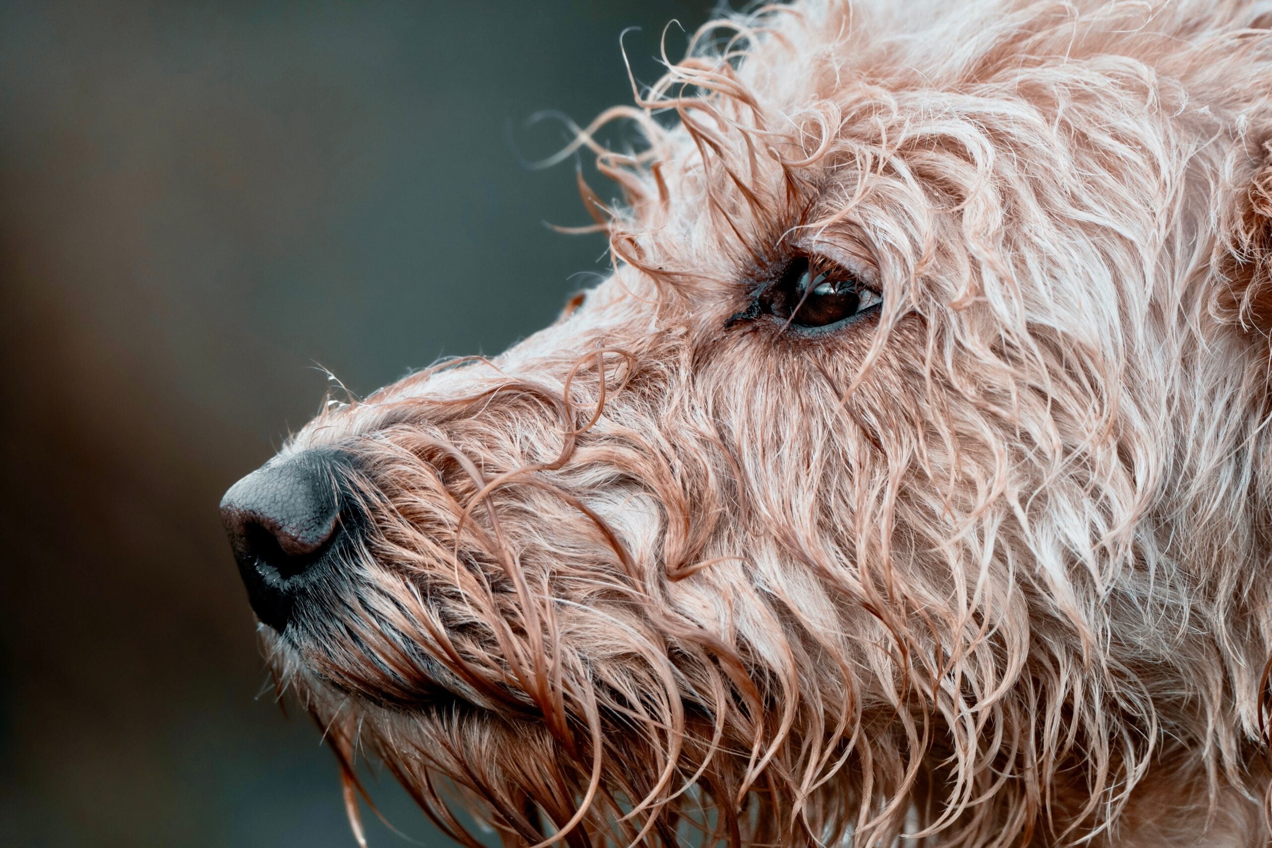 wet dog face looking left